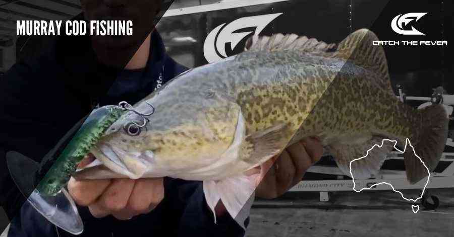 The Ultimate 2025 Guide to Murray Cod Fishing in Australia: Techniques ...